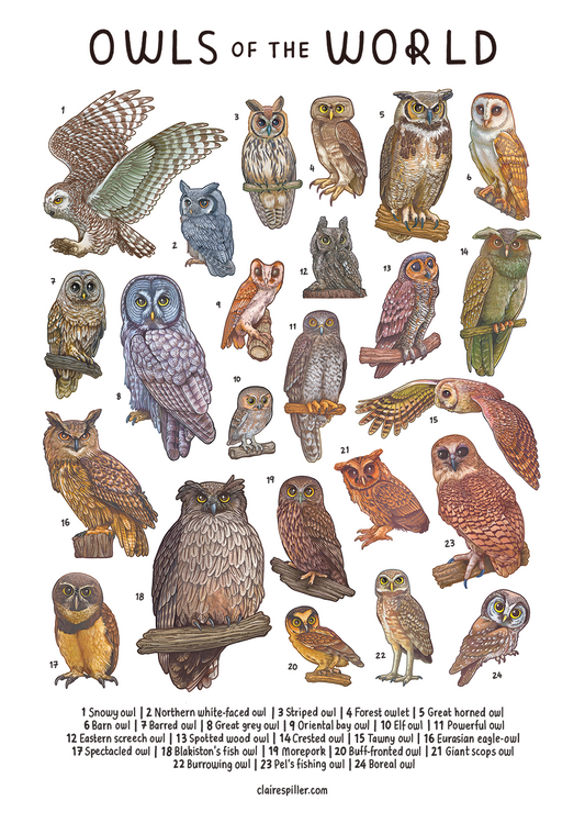 Owls of the World Print