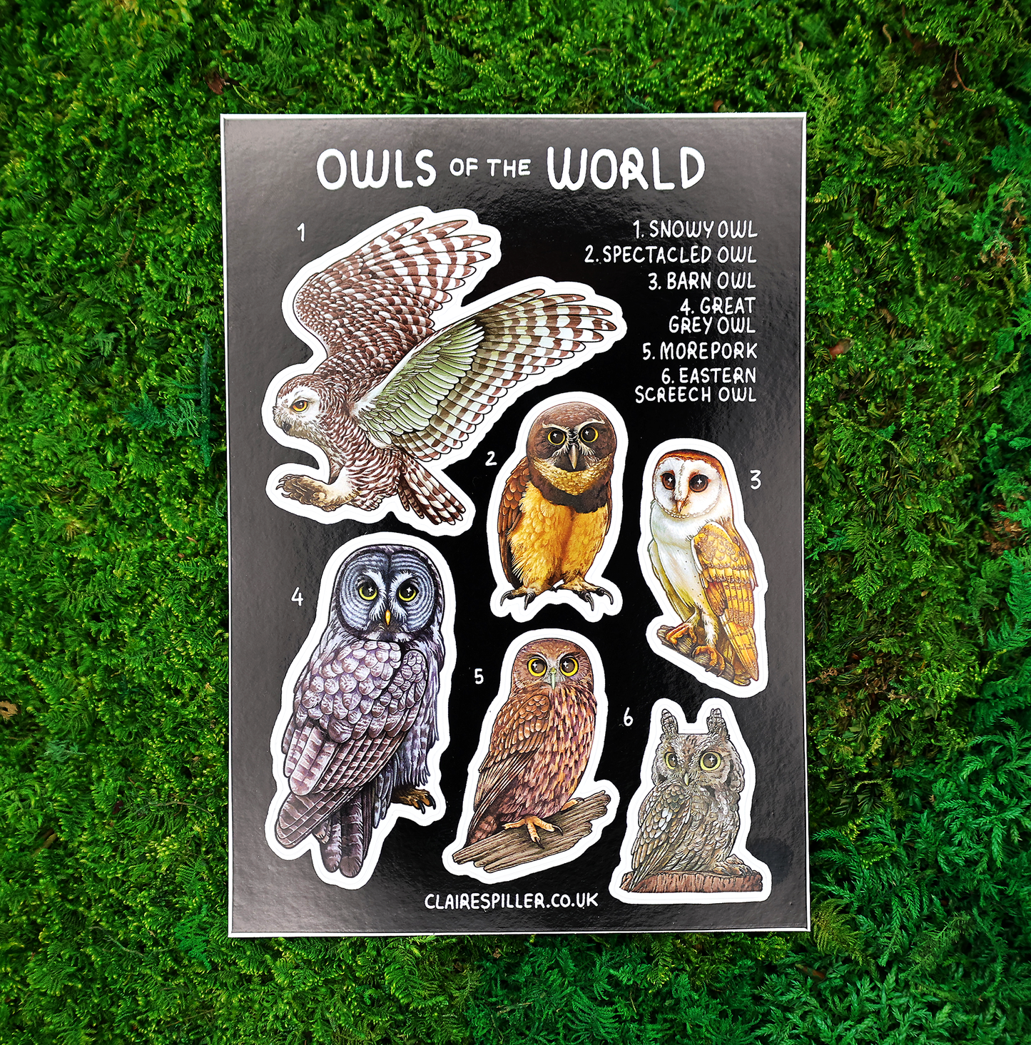 Owls of the World Sticker Sheet