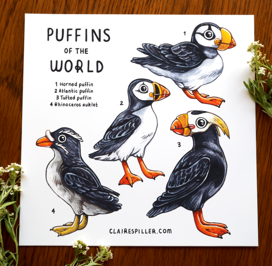 Puffins of the World