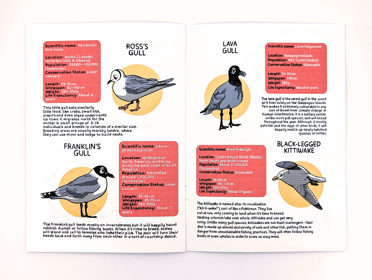 A Guide to Gulls