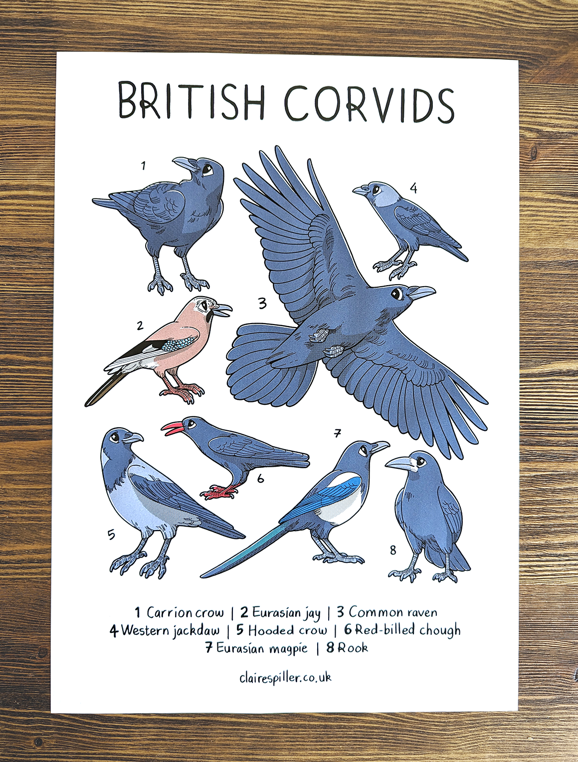 British Corvids Poster