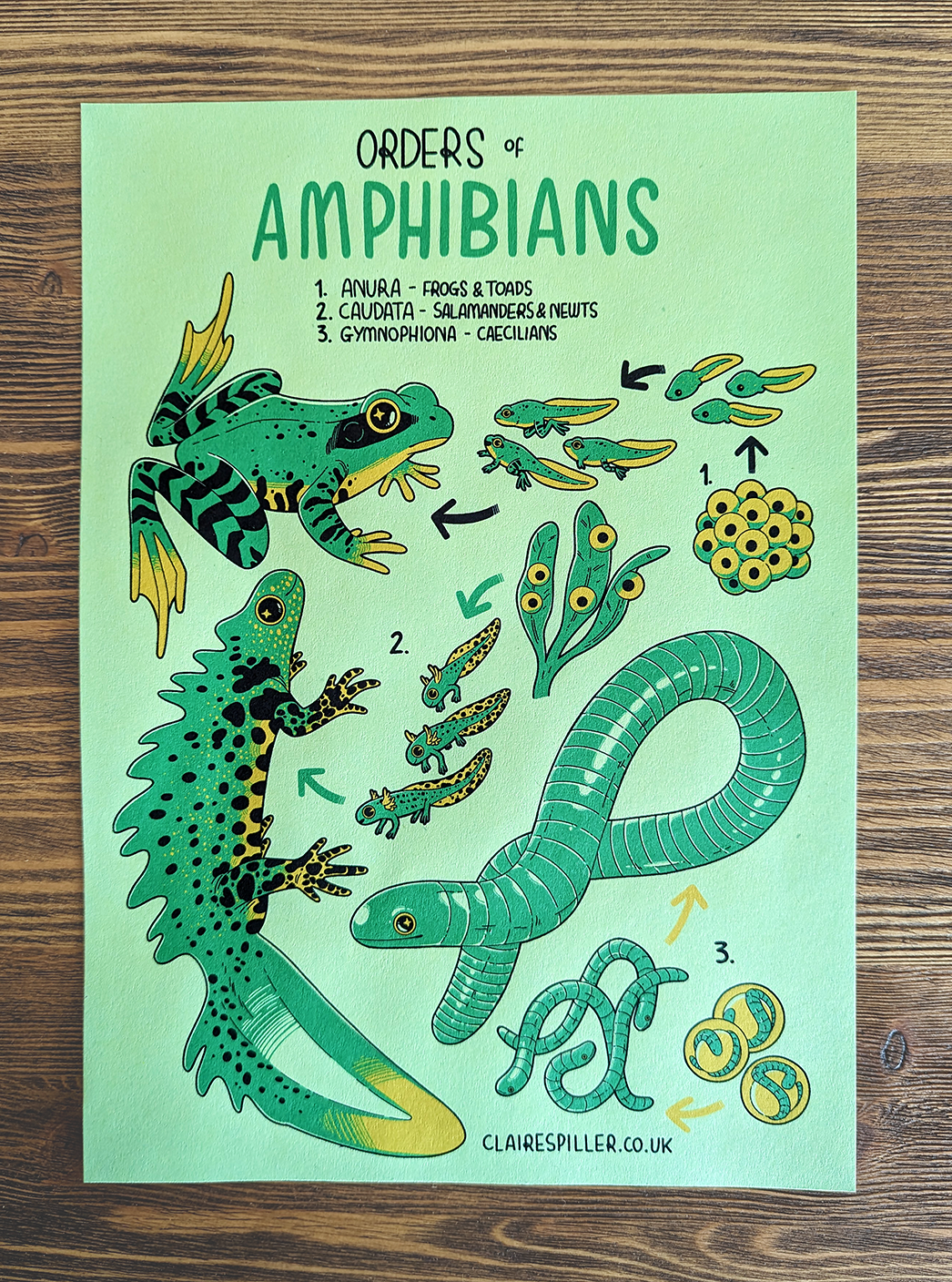 Orders of Amphibians Poster