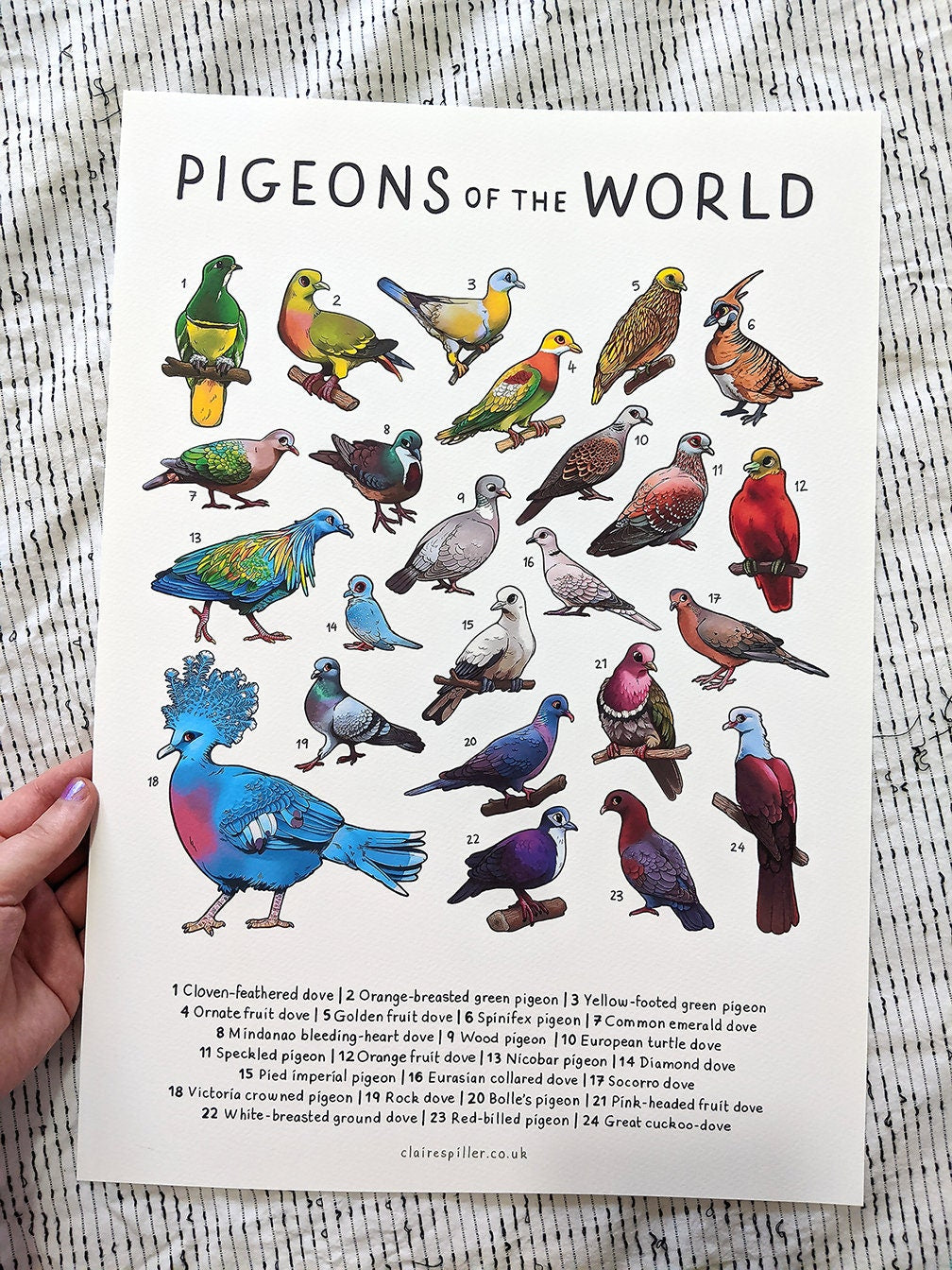 Pigeons of the World A4 A3 Print / Bird Wall Art / Educational Animal Poster