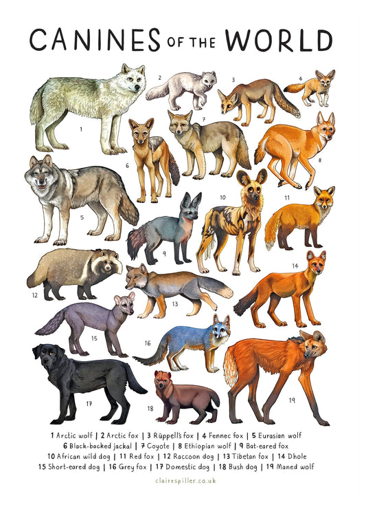Canines of the World A4 A3 Print / Wolf Dog Fox Art / Educational Animal Poster