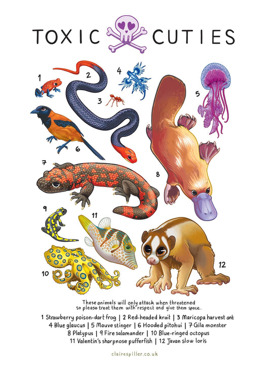 Toxic Cuties A4 Art Print / Biodiversity Science Poster / Educational Biology Wall Art / Wildlife Illustration