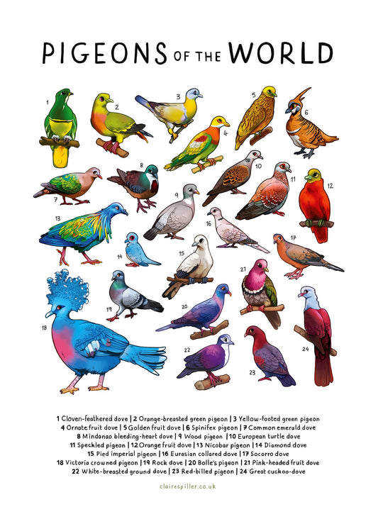 Pigeons of the World A4 A3 Print / Bird Wall Art / Educational Animal Poster
